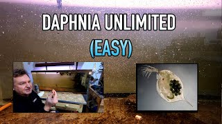 How I Raise Daphnia Water Fleas And You Can Too [upl. by Saffren]