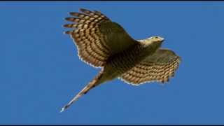 Sparrowhawk Bird Call Bird Song [upl. by Egroeg]