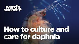 Caring and Culturing for Daphnia [upl. by Yrdnal]