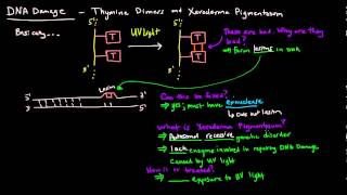 DNA Damage  Thymine Dimers and Xeroderma Pigmentosum [upl. by Saffian792]