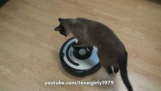 Cat shows HOW TO use iRobot Roomba Vacuum [upl. by Hartfield]