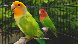 RosyFaced Lovebird Chirping Sounds  OrangeFaced Green Pied amp RedHeaded Green Opaline [upl. by Einyaj]