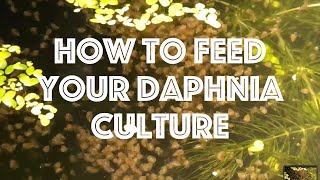 How To Feed Your Daphnia Culture [upl. by Kinghorn978]