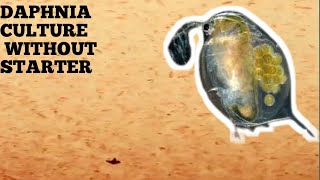 HOW TO CULTURE DAPHNIA NATURALLY WITHOUT A STARTER [upl. by Yartnod991]