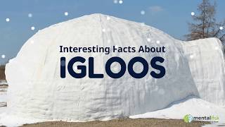 Interesting Facts About Igloos [upl. by Asirb741]