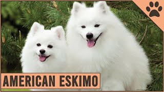 American Eskimo  Dog Breed Information [upl. by Indira]