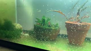 Daphnia Culturing Snails or no snails [upl. by Ysnat902]