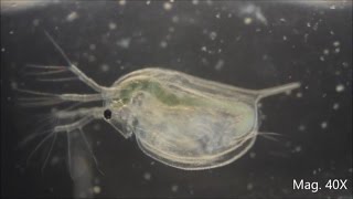 Daphnia magna under the Microscope [upl. by Phionna]