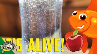 How to culture Vinegar Eels The EASY Way Live Fish Food [upl. by Ninos]