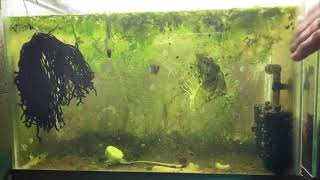 Scuds Daphnia Cherry Shrimp Copepods My aquatic food culture [upl. by Sabir16]