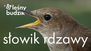 Leśny budzik  Słowik rdzawy [upl. by Pacorro623]