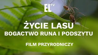 Życie lasu Bogactwo runa i podszytu [upl. by Nnauol872]