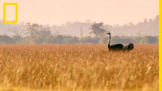 Lautruche bipède le plus rapide au monde [upl. by Airotal760]