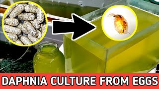 HOW TO HATCH DAPHNIA EGGS  HOW TO CULTURE DAPHNIA [upl. by Odilia859]