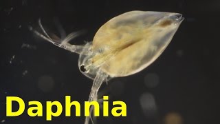 Daphnia [upl. by Jedlicka786]