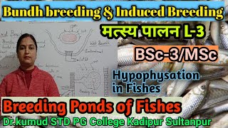 Breeding PondsPisciculture L3Natural amp Induced BreedingBundhs breeding amp HypophysationBSc3MSc [upl. by Aicenod]