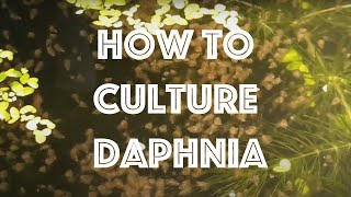 How To Culture Daphnia Magna [upl. by O'Grady834]