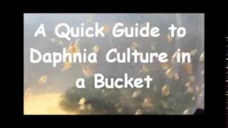 How to culture daphnia outside [upl. by Llenahc682]