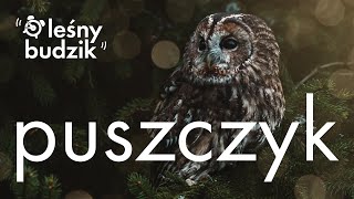 Leśny Budzik  Puszczyk [upl. by Benito977]