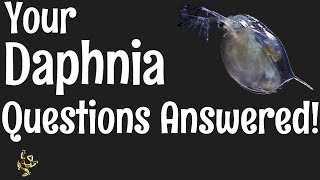 Daphnia Questions Answered [upl. by Schuster]