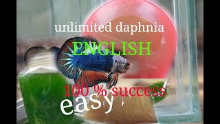 daphnia moina culture Easy way Unlimited production English  with sub Green water Chlorella [upl. by Partan]