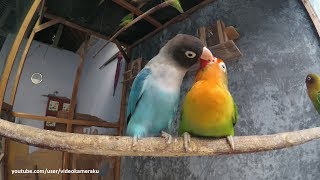 1 Hour Lovebird Sounds  February 8 2019 [upl. by Ednalrym]