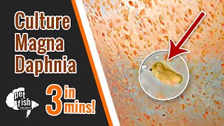 How to culture DAPHNIA MAGNA  The easy way [upl. by Notnel]