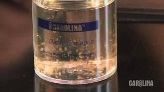 How to Care for Daphnia [upl. by Mccully]