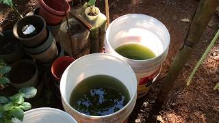 How to grow Green Water Algae [upl. by Haduj]