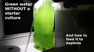 Green Water WITHOUT a Starter Culture  From Scratch  How To [upl. by Anihpled50]