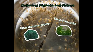 How To Culture Daphnia and Moinas using Green Water Spirulina powder [upl. by Danie673]