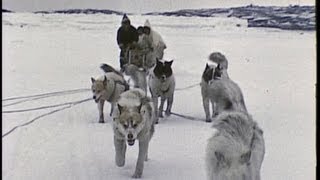 An InuitEskimo family in the Arctic 1959 [upl. by Alahc]