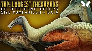 TOP LARGEST THEROPOD DINOSAURS size comparison and data [upl. by Amikay821]