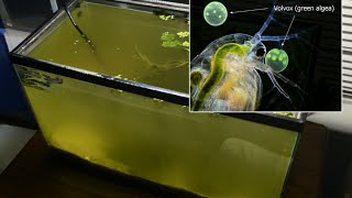 Raising Daphnia for the Freshwater Aquarium [upl. by Fleece]