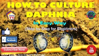 HOW TO CULTURE DAPHNIA In Easy Way [upl. by Edniya]