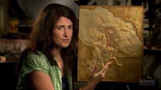 The Origin of Birds — HHMI BioInteractive Video [upl. by Merritt]